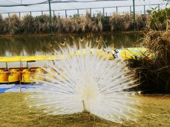 -鄱阳湖国家湿地公园