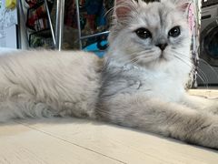 -猫大福·Fortune Cat猫舍(百子湾店)