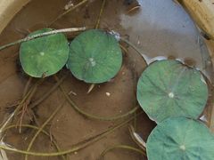 -齐汇维景大酒店游泳馆(山东政协大厦齐汇维景)