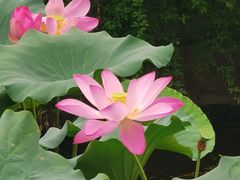 -莫愁湖公园