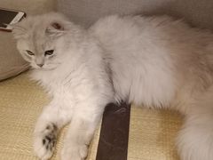 -逗柴咖啡屋·狗咖猫咖宠物桌游