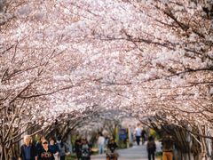 -高东镇樱花园