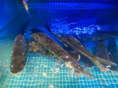 -姜君·千岛湖鱼头馆(浦东大道店)