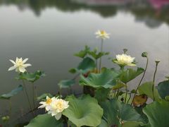 -莲花池公园