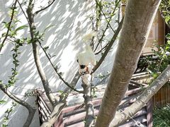 -秋霞圃