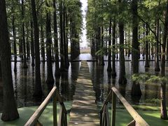 -渌洋湖湿地公园