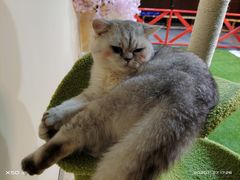 -白兔子密室(长寿路店)