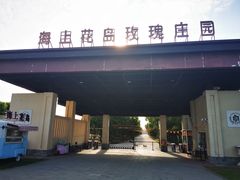 -海上花岛玫瑰园采摘