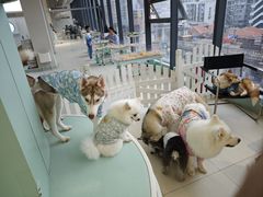 -怪兽屋·羊驼·猫咖·狗咖(俊华广场店)