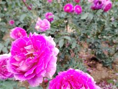 -人民公园(罗湖区)