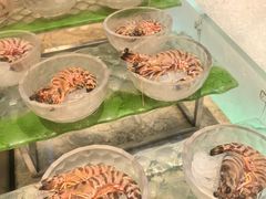 -半岛翡丽海鲜自助餐厅(观风亭店)