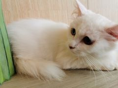-飞行喵MR PILOT|猫舍·猫咖(静安大融城店)