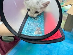 -瑞鹏宠物医院·宠保定点·心脏科·内科(御桥分院)