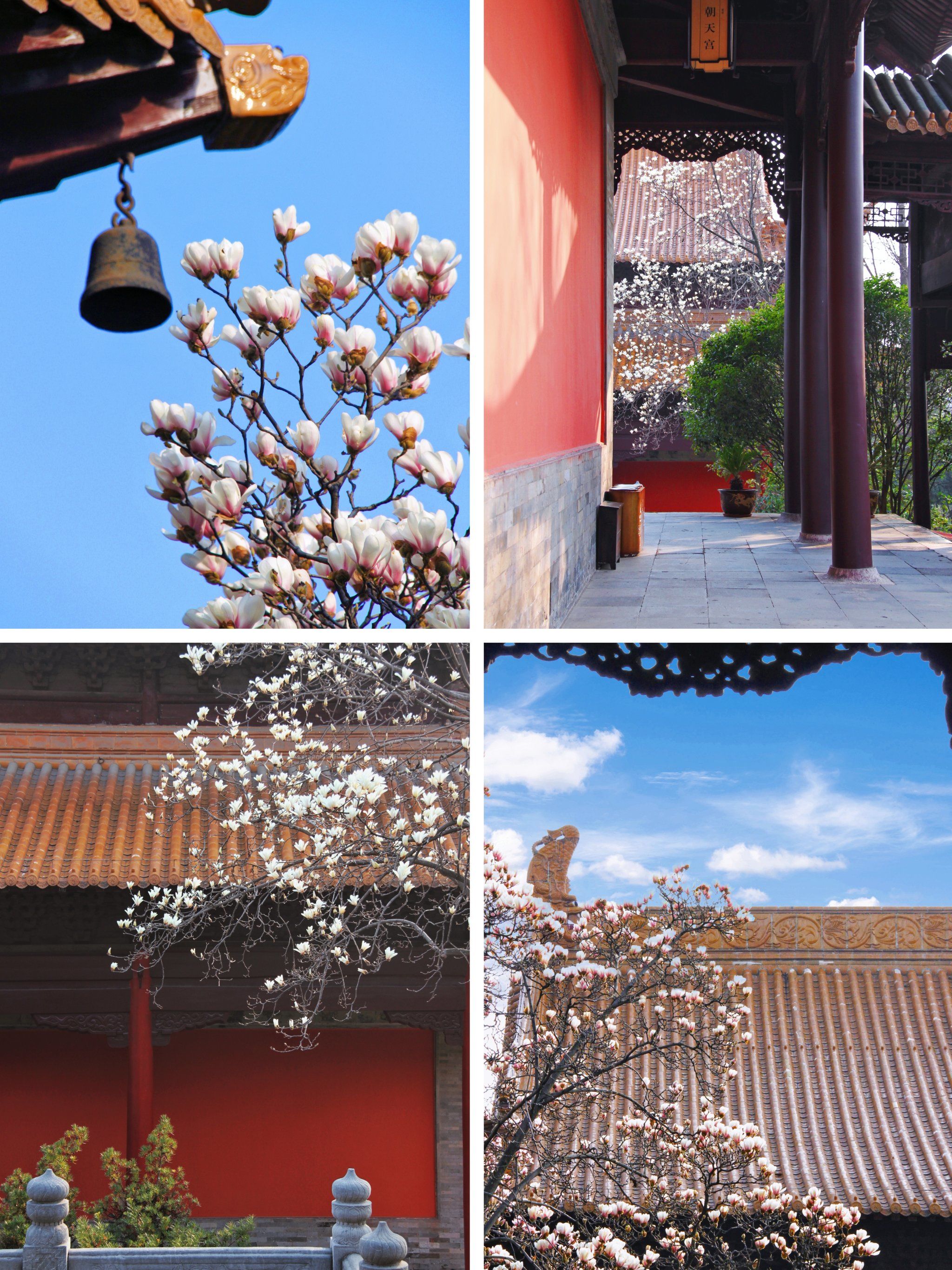南京朝天宫玉兰花开了|3月12日实拍