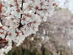 -上海滨江森林公园