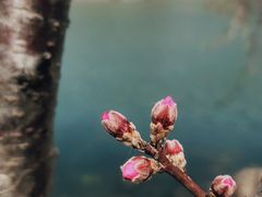 -桃花堤公园