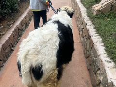 -杭州开元森泊度假乐园