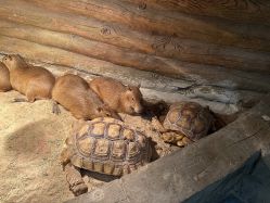 -Zoolung Zoolung动物主题公园(海信广场店)