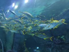 -芜湖新华联大白鲸海洋公园