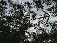 -广东花都湖国家湿地公园
