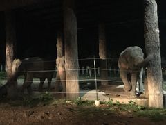 -清迈夜间动物园