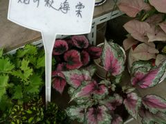-龙大花卉苗木市场