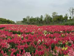 -春花秋色城市公园