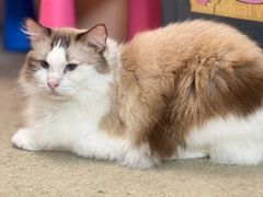 -泰国佛·塔罗·泰牌狐仙古曼