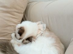 -怪兽屋·羊驼·猫咖·狗咖(俊华广场店)