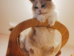-猫咪派对(江南西店)