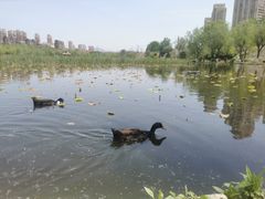 -前关湿地公园