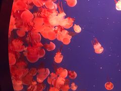 -海合安青岛极地海洋公园