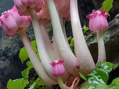 -火炉山森林公园