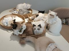 -怪兽屋·羊驼·猫咖·狗咖(俊华广场店)