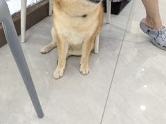 -宠颐生猫科·内科皮肤科(西平世纪城店)