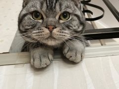 -芭比堂动物医院·犬猫全科·异宠专科(雁塔分院)