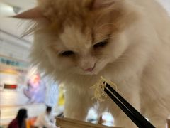 -平行世界·猫咖(首经贸店)