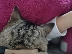 -瑞鹏宠物医院·骨科·猫科·内科(第一中心)