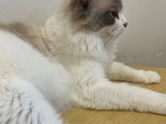 -有喵·猫咖·狗咖·30几只猫10只小狗(岗厦店)