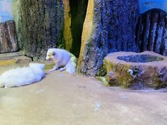 -芜湖新华联大白鲸海洋公园