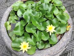 -口岸雕花楼