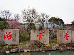 -香雪海
