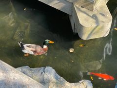-杭州西子湖四季酒店-WL BISTRO西湖餐厅(灵隐路店)