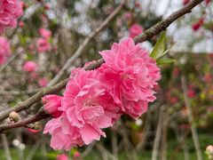 -上海市龙华烈士陵园