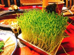 活体盆栽豆苗-蜀大侠火锅(四川北路店)