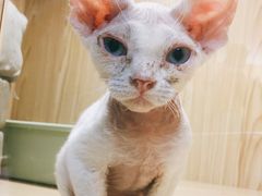 -屋虎猫馆(宝安大仟里店)