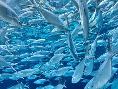 -上海海洋水族馆