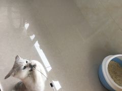 -东方名猫馆·英短金渐层布偶猫舍(环线广场1号楼店)