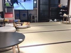 -逗柴咖啡屋·狗咖猫咖宠物桌游