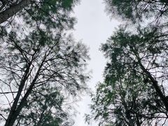 -渌洋湖湿地公园